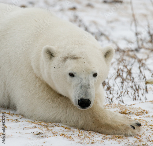 Polar bear lying in snow in the tundra. Canada. Churchill National Park. An excellent illustration.