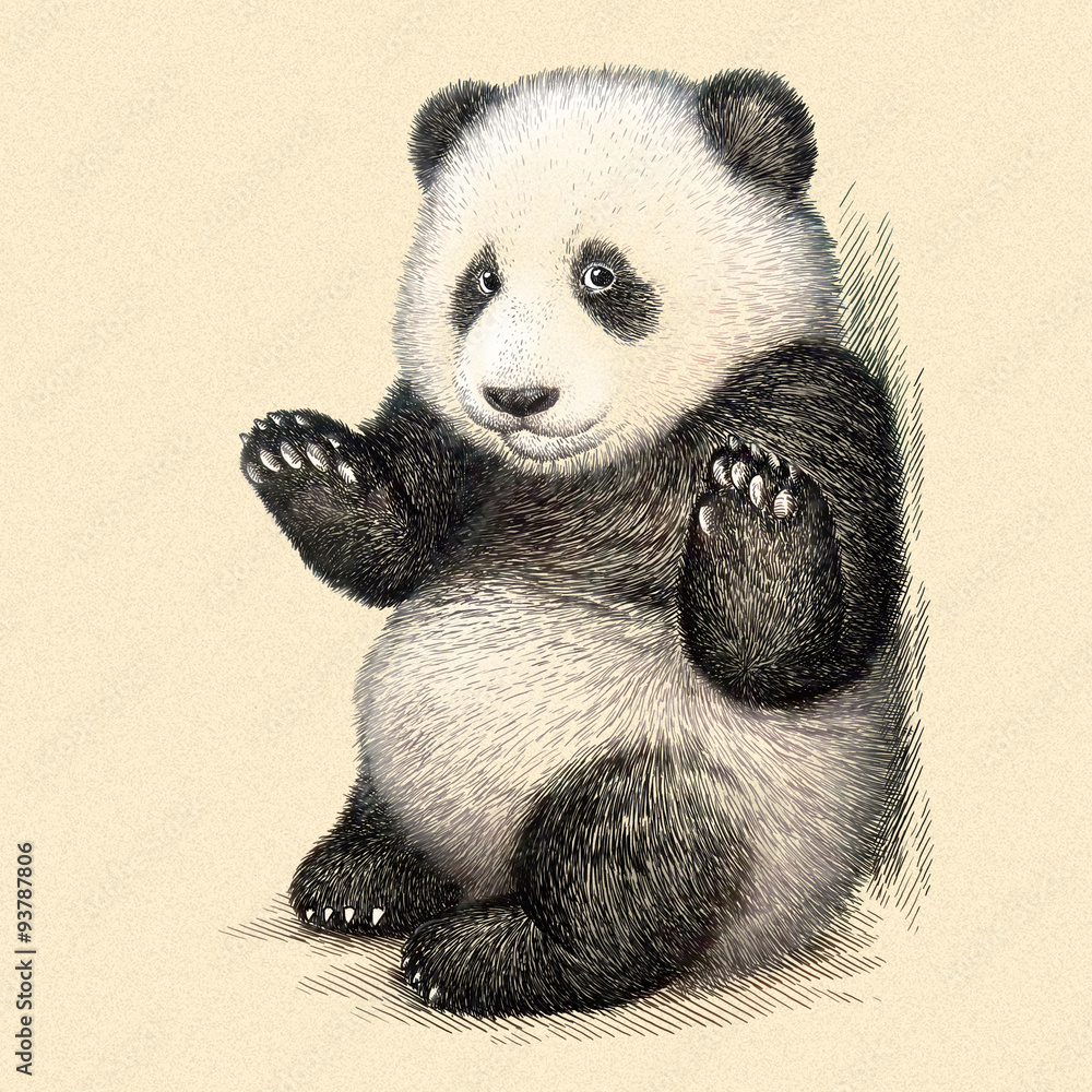 Obraz premium engrave panda bear illustration