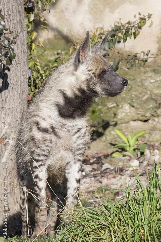 Striped Hyaena, Hyaena Hyaena, watching nearby Striped Hyaena, Hyaena Hyaena, watching nearby