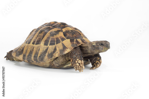greek land tortoise, Testudo Hermanni