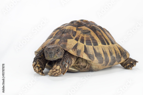 greek land tortoise, Testudo Hermanni
