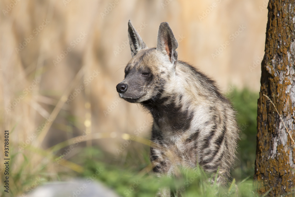 Striped Hyaena, Hyaena Hyaena, watching nearby Striped Hyaena, Hyaena Hyaena, watching nearby
