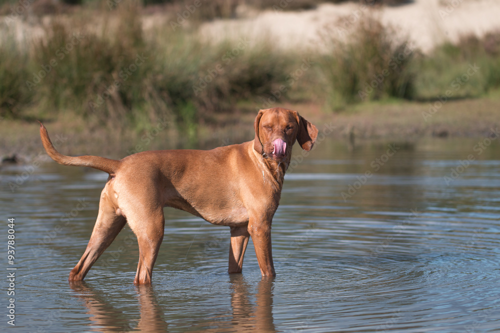 Dog, Vizsla, Hungarian pointer, standing in water Dog, Vizsla, Hungarian pointer, standing in water