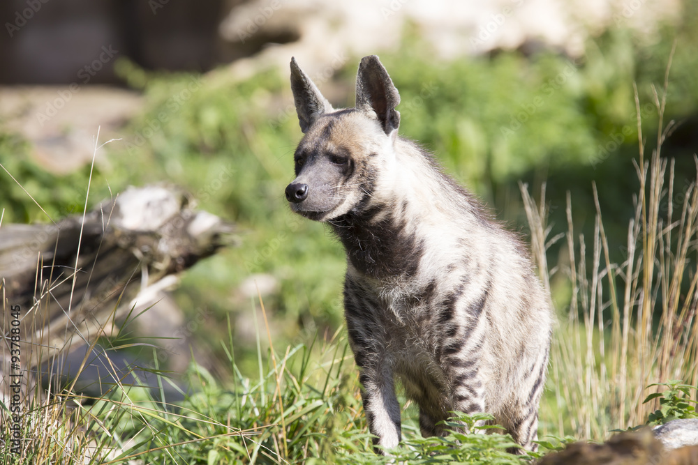 Fototapeta premium Striped Hyaena, Hyaena Hyaena, watching nearby