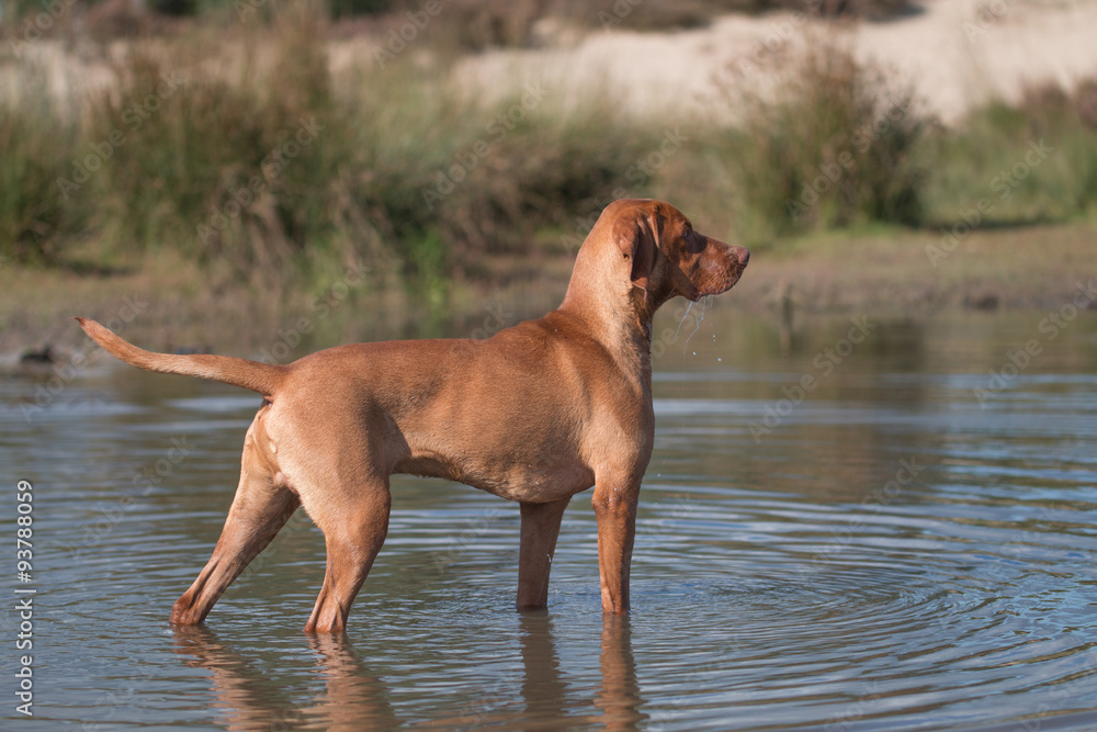 Dog, Vizsla, Hungarian pointer, standing in water