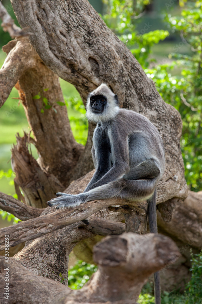 Obraz premium Gray langur or Hanuman langur