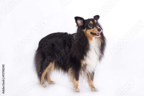 Shetland Sheepdog, isolated