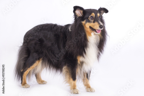 Shetland Sheepdog, isolated