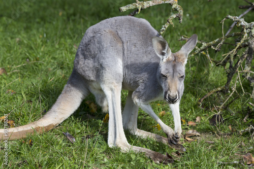 young male red kangaroo, Megaleia rufa