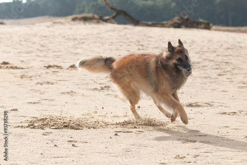Belgian Shepherd Dog, with ball in sand © avanheertum
