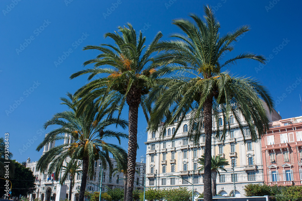 Palms in the center of Cagliari, Sardinia.