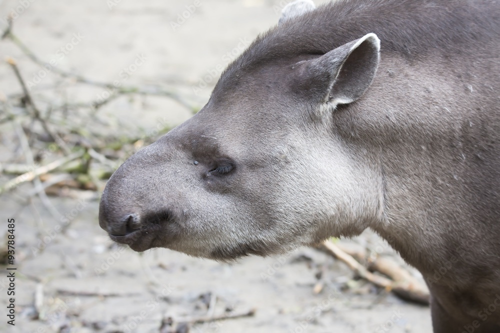 portrait South American tapir, Tapirus terrestris portrait South American tapir, Tapirus terrestris