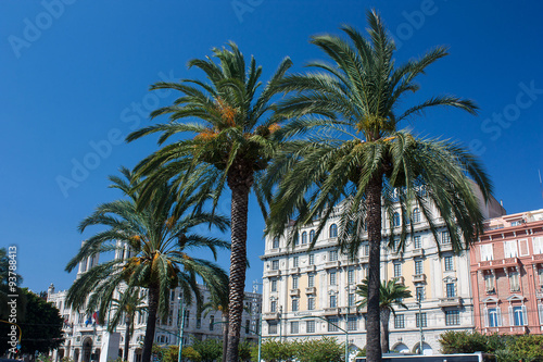 Palms in the center of Cagliari, Sardinia.