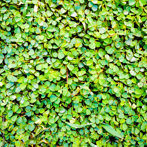 background with green leaves