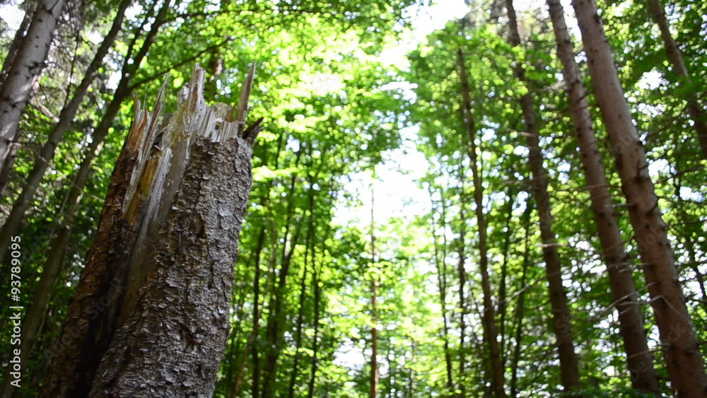 Shooting of the wood. Slow motion. Shooting of the wood. Slow motion.
