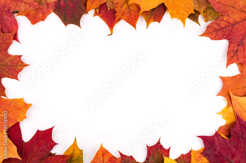 Bright autumn leaves of a maple on a white background