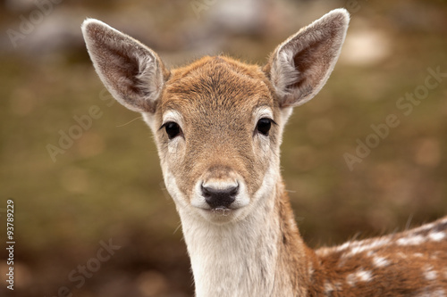 Blowing Bubbles / A young deer at Parc Omega, Montebello, Quebec photo