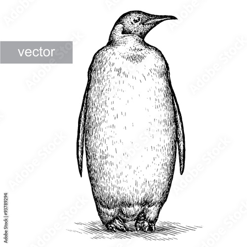 engrave penguin illustration