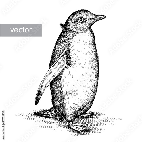 engrave penguin illustration
