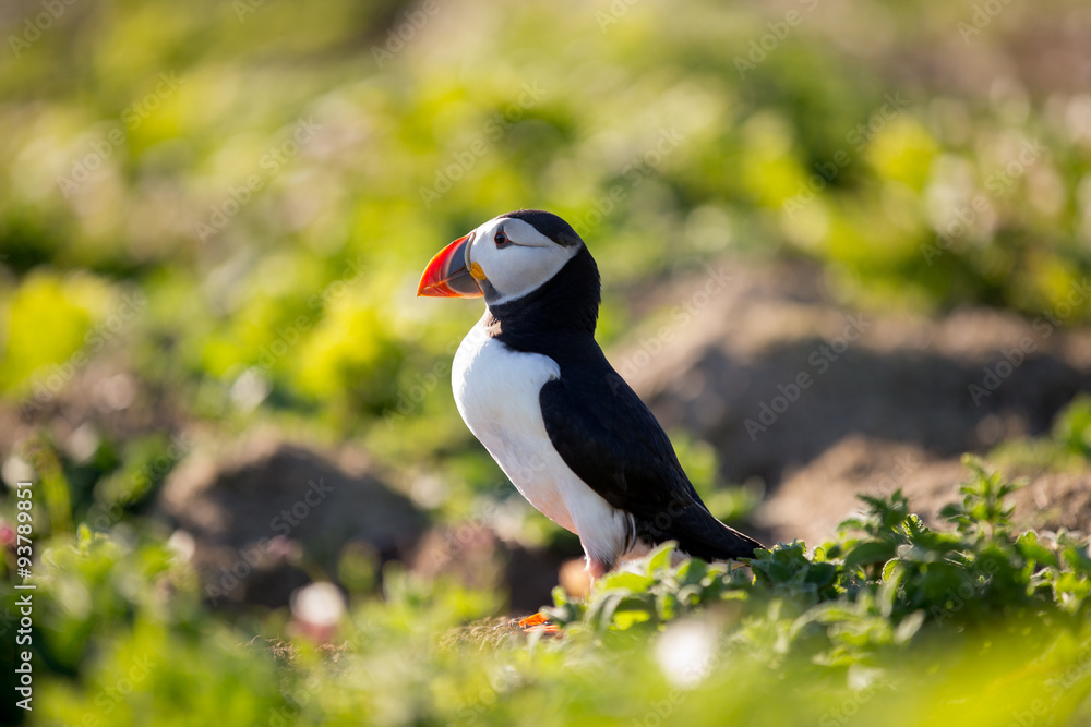 Naklejka premium Puffin