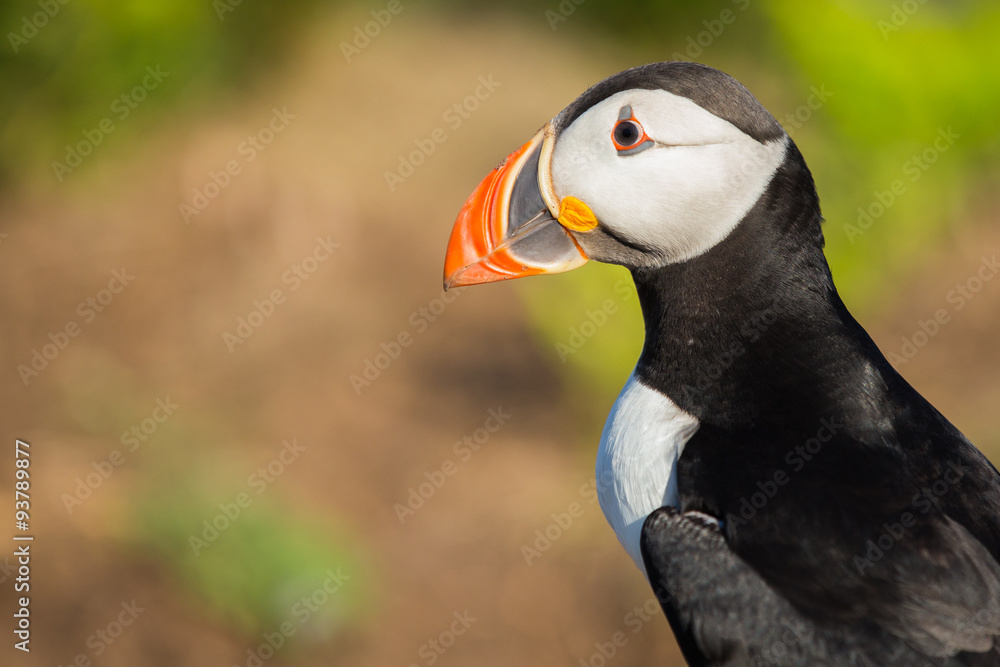 Naklejka premium Puffin