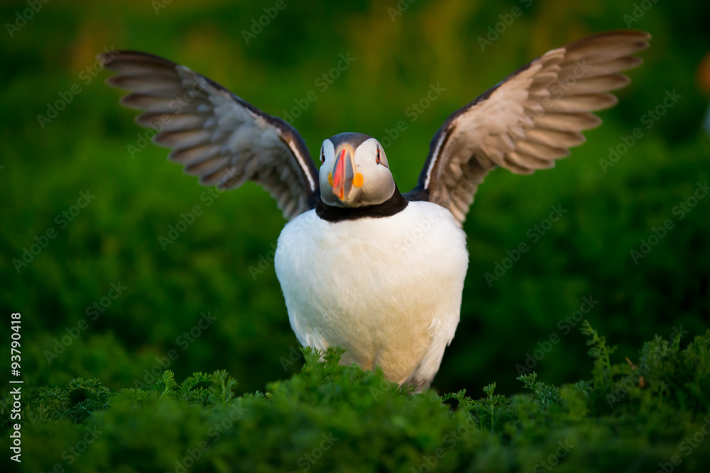 Obraz premium Puffin