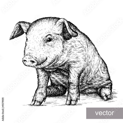 engrave pig illustration