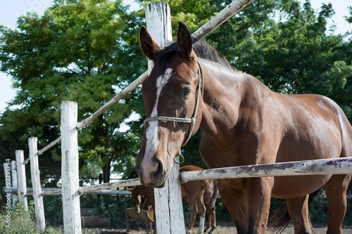 Close-up of a Young brown horse near wooden fence 