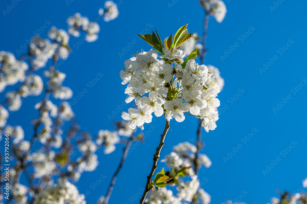 Cherry blossoms with nice sky background Cherry blossoms with nice sky background