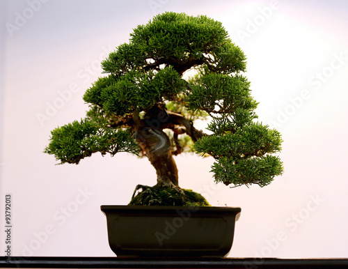 Artistic potted bonsai  tree in flower pot
