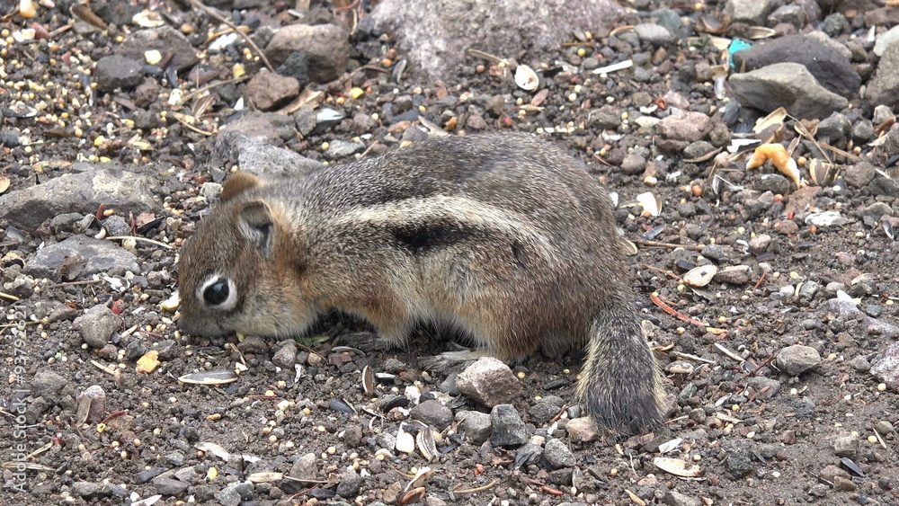 Chipmunk striped rodent eating short tail 4K 198 Chipmunk striped rodent eating short tail 4K 198