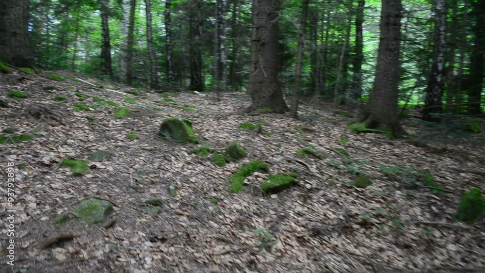 Summer in the wood. Slow motion. Summer in the wood. Slow motion.