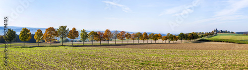 panoramic landscape with alley, fields and forest