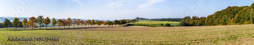 panoramic landscape with alley, fields and forest