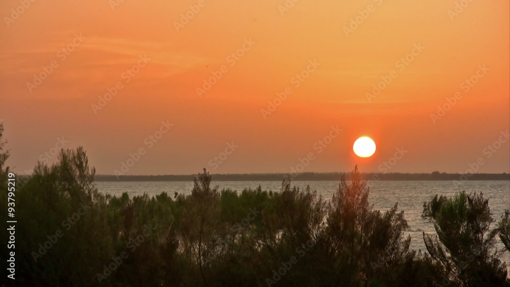 Sunset orange low with bird flying HD Sunset orange low with bird flying HD