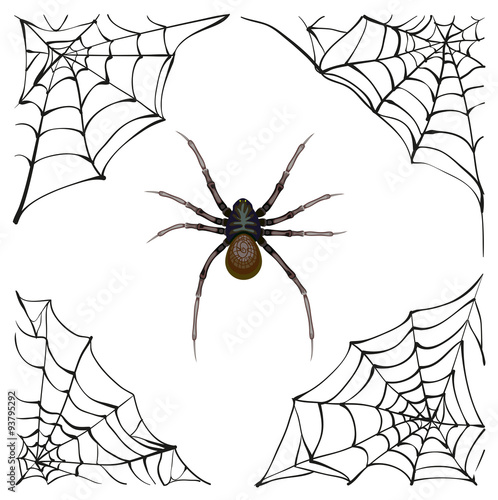 Spiderweb. Big spider web. Scary spider of web. Poison spider
