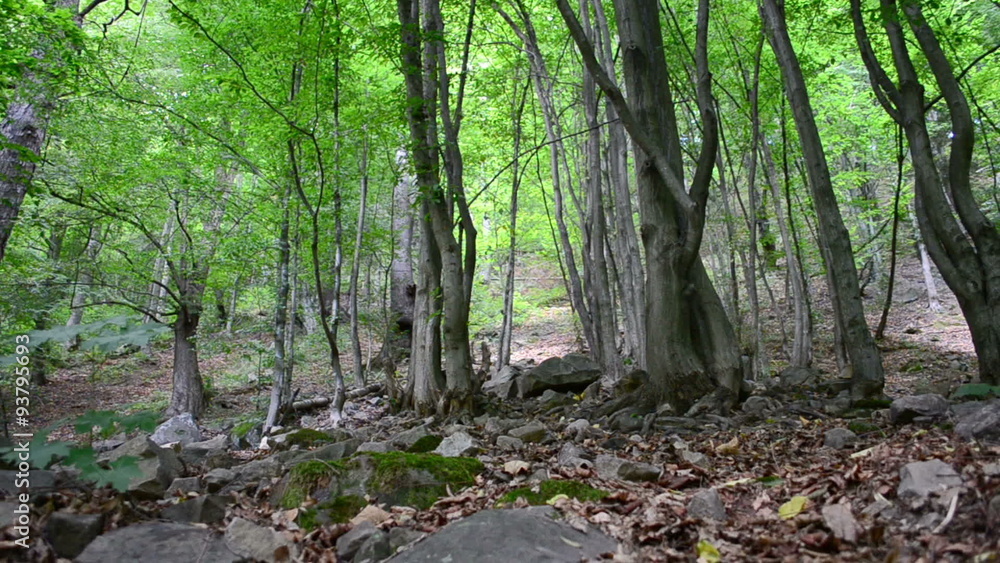 Tree roots, wood. Slow motion. Tree roots, wood. Slow motion.