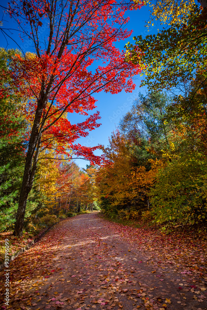 Obraz premium View of colorful trees during Autumn season at Killarney Provincial Park Canada