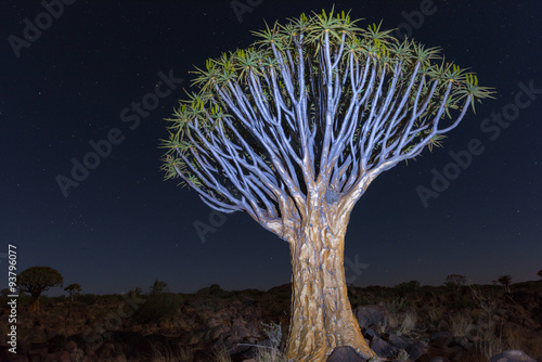 Quiver Tree Forest - Nambia photo