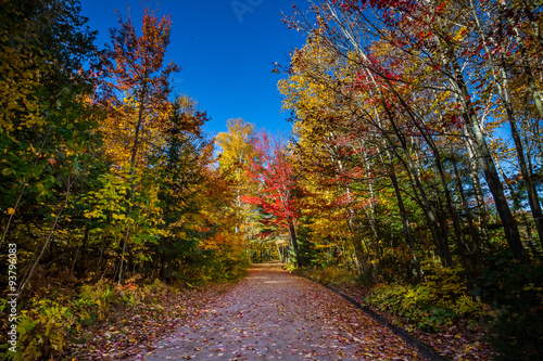 View of colorful trees during Autumn season at Killarney Provincial Park Canada