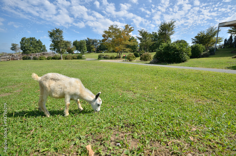 Obraz premium 山羊のポートレート