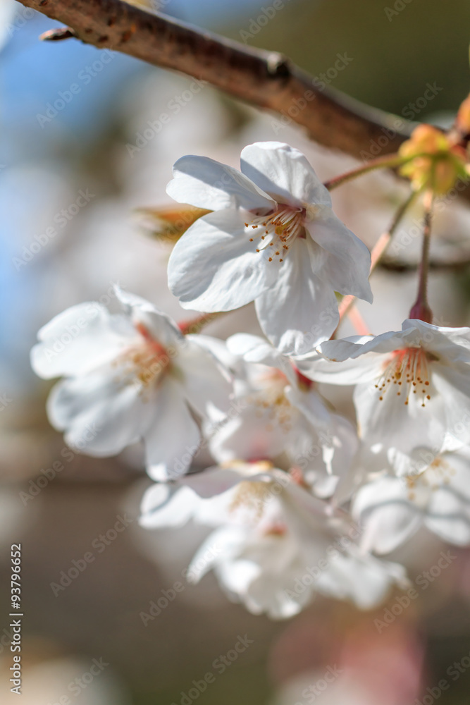 桜の花