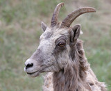 The face of a Bighorn sheep (Ovis canadensis) shot in Banff National Park, Alberta, Canada..