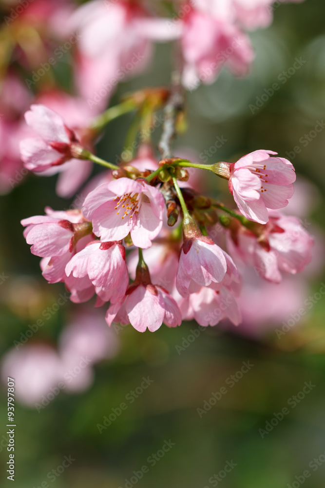 桜の花