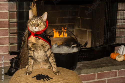 Fototapeta Naklejka Na Ścianę i Meble -  A cute cat dressed as a Vampire on Halloween.
