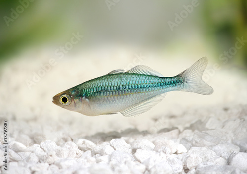 Turquoise Rainbow fish Melanotaenia lacustris Blue Rainbowfish  photo