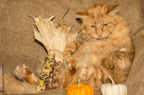 Fototapeta Naklejka Na Ścianę i Meble -  Thanksgiving cat