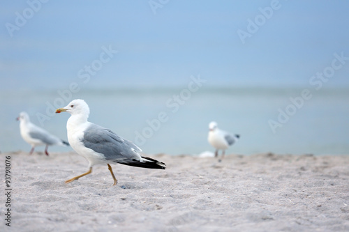 Seagull paces on sandy beach