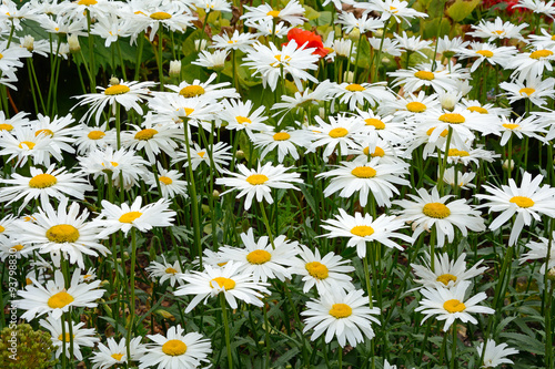 The flowers of the plant common