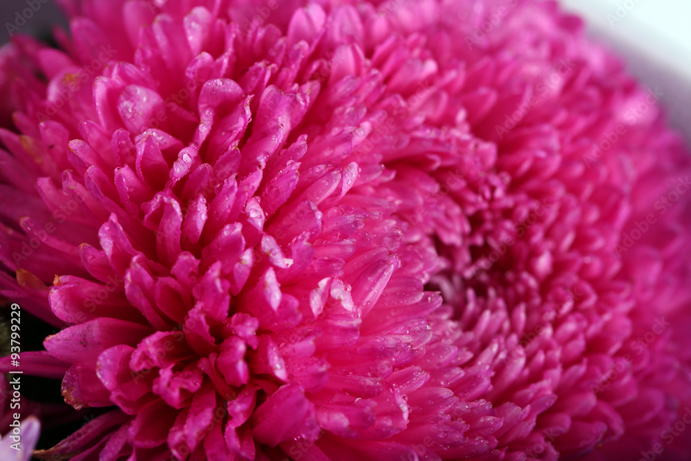 Pretty purple blossom chrysanthemum, macro Pretty purple blossom chrysanthemum, macro